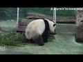 點心球掉出好多葡萄，圓寶一一吃掉 熊貓貓熊the giant panda yuan yuan and yuan bao 台北市立動物園