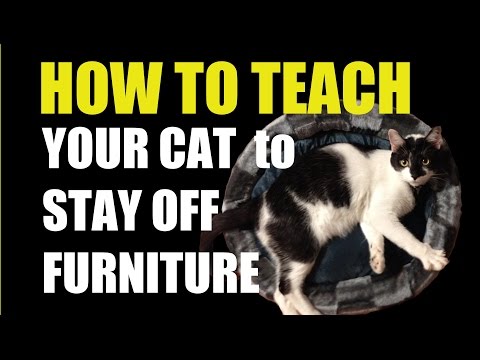 Stop Cats From Scratching Furniture-How To Teach Your Cat Stop Cats From Scratching Furniture-How To Teach Your Cat