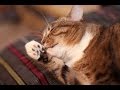 Evidence of cats worms πππ|How to Check Cats for Worms ? Evidence of cats worms πππ|How to Check Cats for Worms ?