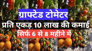 ग्राफ्टेड टमाटर की खेती | Grafted tomato | एक एकड़ से 10 लाख का आमदनी | एक पौधे में 28KG टमाटर