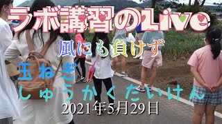 コロナに負けるな！園芸ＬＡＢＯライブ動画　玉ねぎ収穫体験