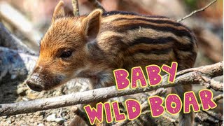 Baby Wild Boar!!!🐷🐷