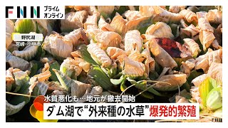 ダム湖一面に…特定外来生物「ボタンウキクサ」が爆発的繁殖　水質悪化のおそれも　県が2億1600万円かけて除去開始