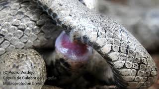 Cópula de la Culebra de Cogulla