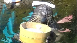 箱根水族館名物　温泉アザラシ　バイカルアザラシとゴマフアザラシ　Hakone Aquarium Specialty hot spring seal