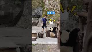 劳模渝爱不想回去，看见奶妈来了就跑！ #panda #大熊貓