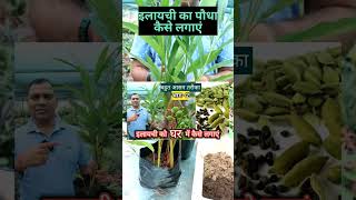 इलायची का पौधा घर में कैसे लगाएं|| elaichi Plant propagation||9826958307