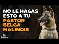 PASTOR BELGA MALINOIS: 7 COSAS QUE NO LE GUSTAN