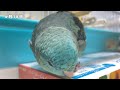 my lineolated parakeet in each morning compilation of april 2022