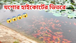 যশোর হাইকোর্টের ভিতরে অনেক সুন্দর লাল জাপানি মাছ || Very beautiful red Japanese fish