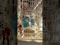 the science of bird feeding secrets to attract more birds parakeets ytshorts budgieshorts