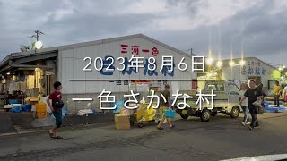 【盆休み直前の朝市】2.6㌔の怪魚現る『一色さかな村』市場の魅力