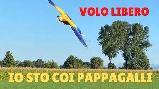 Pappagallo Ara Volo Libero