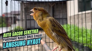 kicau kenari gacor panjang JITU,, PANCINGAN KENARI AGAR BUNYI JADIKAN BURUNG KENARI GACOR AKTIF