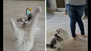 市販の猫じゃらしで遊ぼう！ママのお尻フリフリ歩きもあるよ！