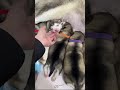 🐶🐶🐶想知道養阿拉斯加犬是什麼樣的體驗？来看我們家洛洛直播吧🥰