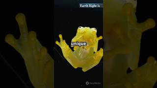 The Incredible Transparency of Glass Frog! #amazing #facts