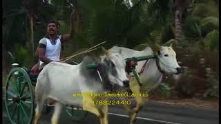 Rekla Race - 2018/03/14 Theni District Gudalore (Pullimaan)