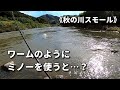 【川スモール】秋はワームのようにミノーを使う、今年もあのルアーで釣れています