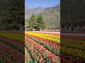 asian largest tulip garden ♥️♥️ shorts subscribe trending