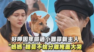 【TOP DOG回家】好呷因年齡過小難尋新主人 \