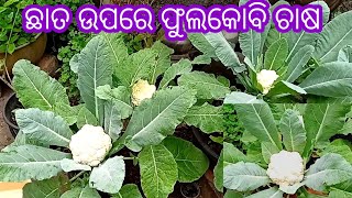 ଛାତ ଉପରେ ଫୁଲକୋବି ଚାଷ।(Harvesting) cauliflower at terrace garden #cauliflower #terracegarden