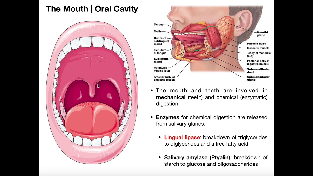 Pharynx Definition Anatomy Functions And Diagram