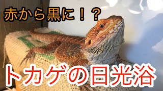 色が変わるトカゲ！？日光浴の行動が面白いフトアゴちゃん