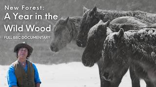 New Forest National Park — A Year in the Wild Wood | Full BBC Documentary | Peter Owen-Jones