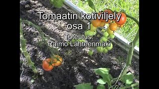 72. Tomaatin kotiviljely, Paattinen, osa 1