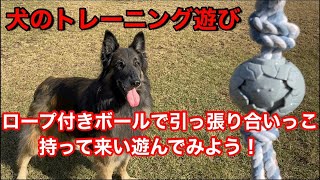 犬のトレーニング遊び　ロープ付きボールで遊んでみよう！