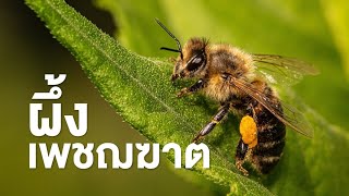 สารคดี สำรวจโลก ตอน ผึ้งเพชฌฆาต ตอนที่ 2