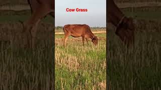 To eat grass from cow//  घास चरती हुई मजे से गाय🐄🐄🐄🐄🐄🐄🐄👍👍👍👍