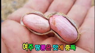 고소한 땅콩을 찾으세요? 여주땅콩은 여주특산물