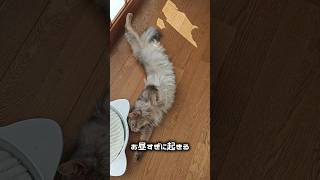 【猫動画】毎日忙しい(らしい)猫の1日　#cat  #cats #shorts #猫 #ねこ