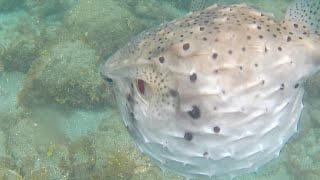 2022年7月のヒリゾ浜！お魚紹介