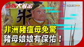 新聞大解密【非洲豬瘟毋免驚 豬母娘娘有保佑！】