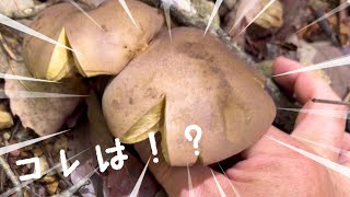 きのこ採取】皆んなで山の様子を見に(アラゲキクラゲ、ハタケシメジ)