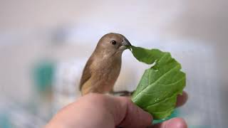 手乗りヘキチョウ