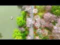 【自然之美】2023上海樱花节 来源@ipshanghai 上海 景点 城市角落 摩天大楼 治愈