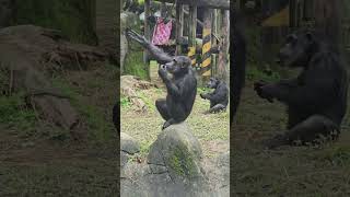 Chimpanzee/Pan troglodytes/Taipei Zoo