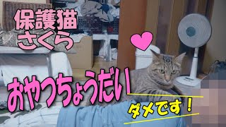 #0115「保護猫さくら」おやつちょうだい