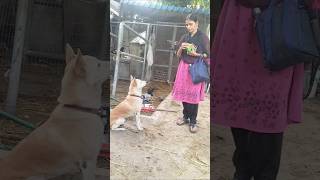 మా కుక్క మా వైపు దీనంగా చూస్తుంది #dog #youtubeshorts