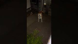 柴犬福 外に居た柴犬🥹Why here!?#shorts #funny #shibainu #dogshorts #comedy #柴犬 #시바견