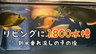 リビングに1800水槽　新水垂れ流しのその後　水槽奥行き900欲しい⁉