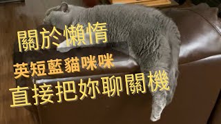 關於懶惰，英短藍貓咪咪直接把妳聊關機/HOW MIMI THE BRITISH SHORTHAIR CAT REACT TO CRITICISM OF BEING LAZY