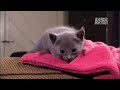 kitten afraid to climb too cute