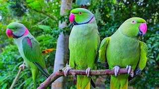 Green Parrot Talking Sounds