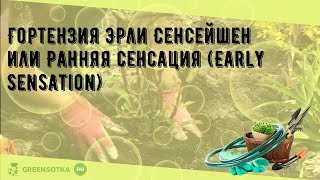 Гортензия Эрли Сенсейшен или Ранняя сенсация (Early Sensation)