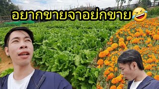 ep:536 เจ้าของสวนไม่อยู่ อยากขายจา อยากขาย🤣🤣🤣